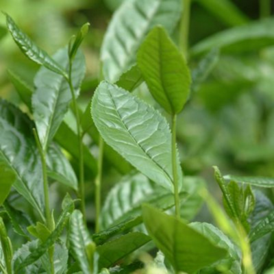 thé vert herbier