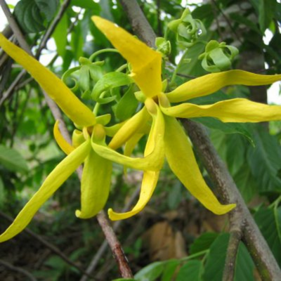 ylang ylang herbier