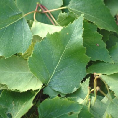 Bouleau herbier