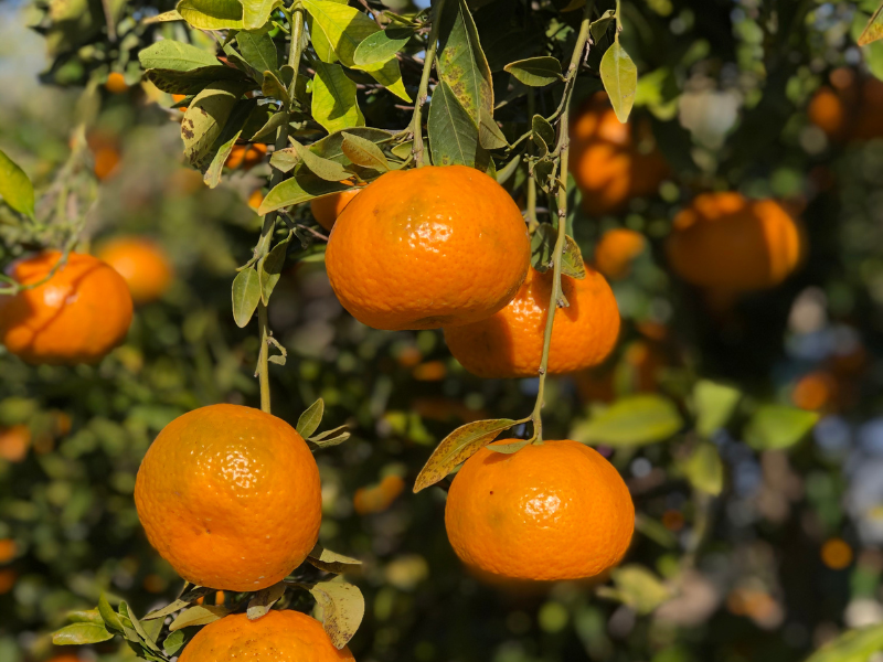 huiles essentielles agrumes