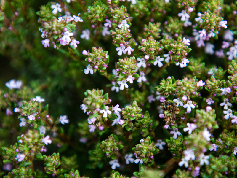 Huiles essentielles de Thym bio
