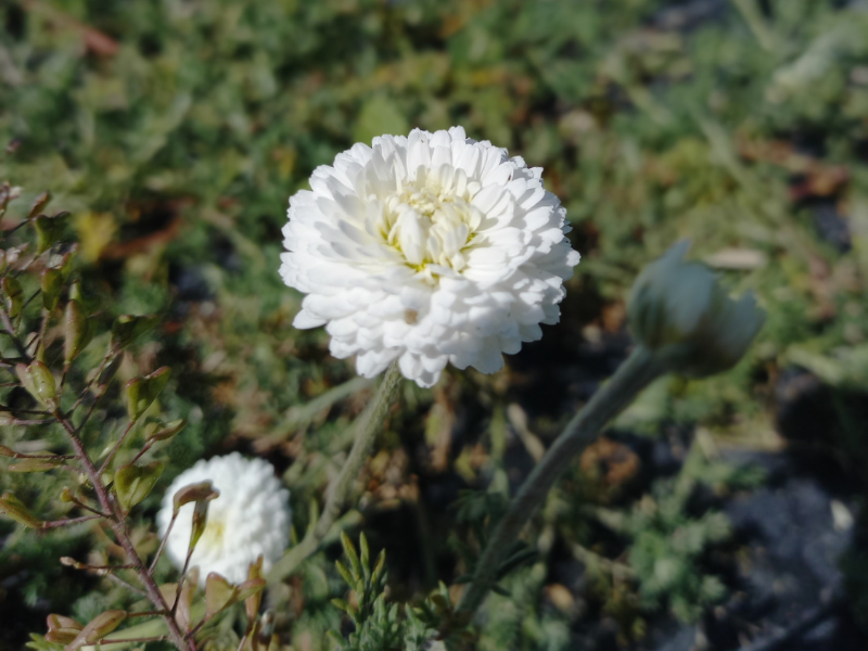 Charger la vidéo : <p><strong>Les eaux florales issues de l’agriculture biologique sont une alternative naturelle aux soins capillaires conventionnels </strong>pour prendre soin de ses cheveux tout en douceur. Elles proposent une formulation simple et une action douce qui convient particulièrement aux routines quotidiennes.</p><p>Contrairement aux soins capillaires plus riches, les eaux florales ne laissent pas de film gras sur les cheveux. Elles peuvent ainsi être utilisées facilement sur les longueurs, les pointes ou le cuir chevelu selon les besoins.</p><p>Choisir une eau florale bio permet également de <strong>privilégier une composition courte, sans ingrédients superflus, et de profiter des qualités naturelles des plantes</strong>, sans résidus de pesticides.</p>