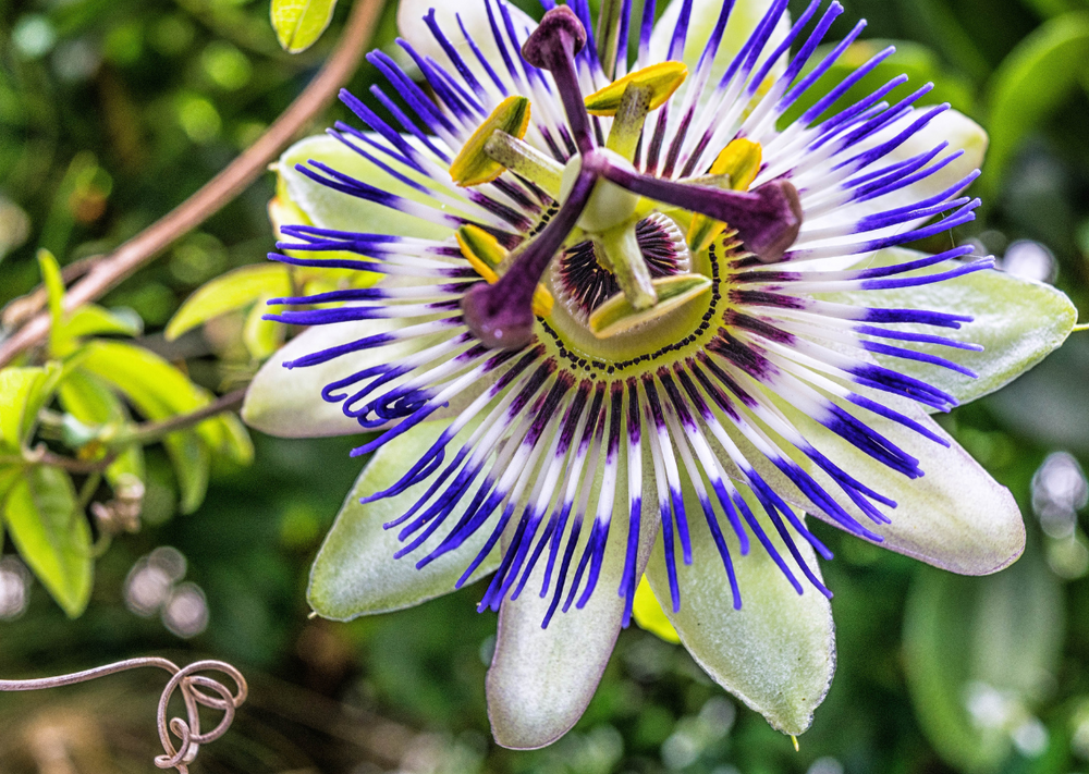 passiflore