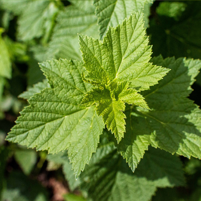 Image de fond de la carte promotionnelle