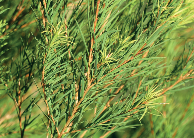 Tea tree - Eau florale bio – Ladrôme Laboratoire