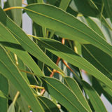 Eucalyptus citronné - Huile essentielle bio