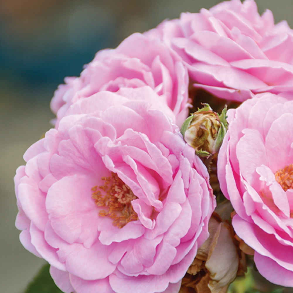 Rose de Damas - Eau florale bio