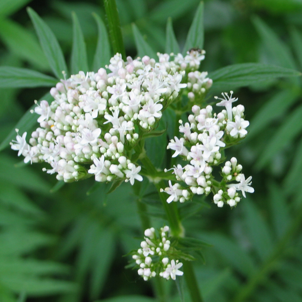 Valériane officinale - Extrait bio
